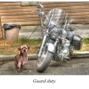 Guard Duty