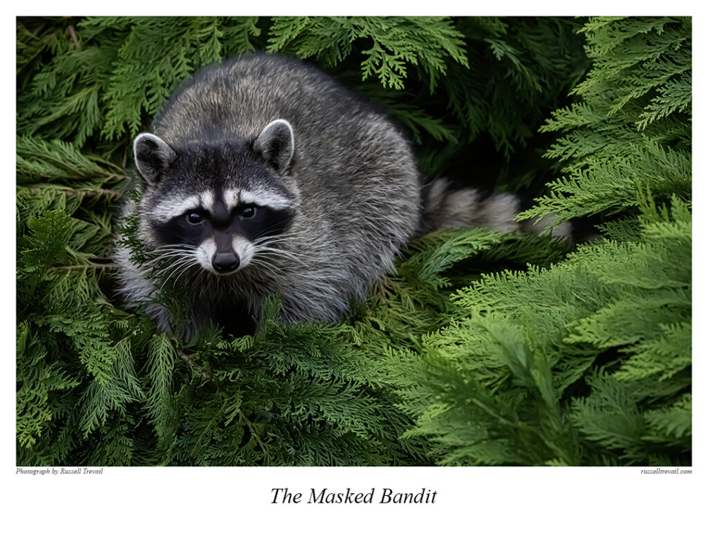 Masked Bandit
