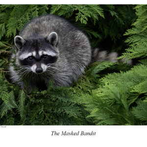 Masked Bandit