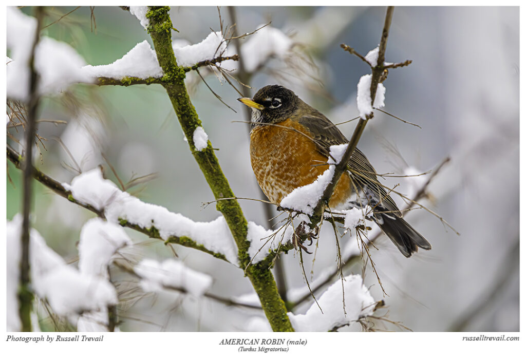 American Robin (male)