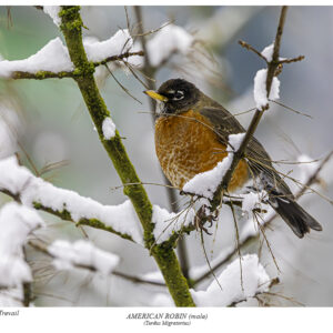 American Robin (male)