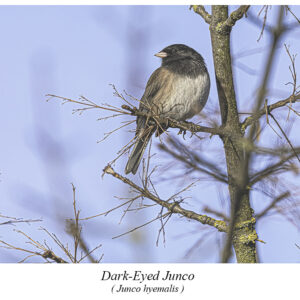 Dark-Eyed Junco.