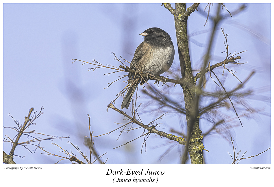 Dark-Eyed Junco.