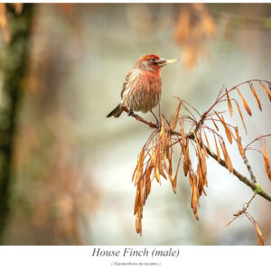 House Finch.