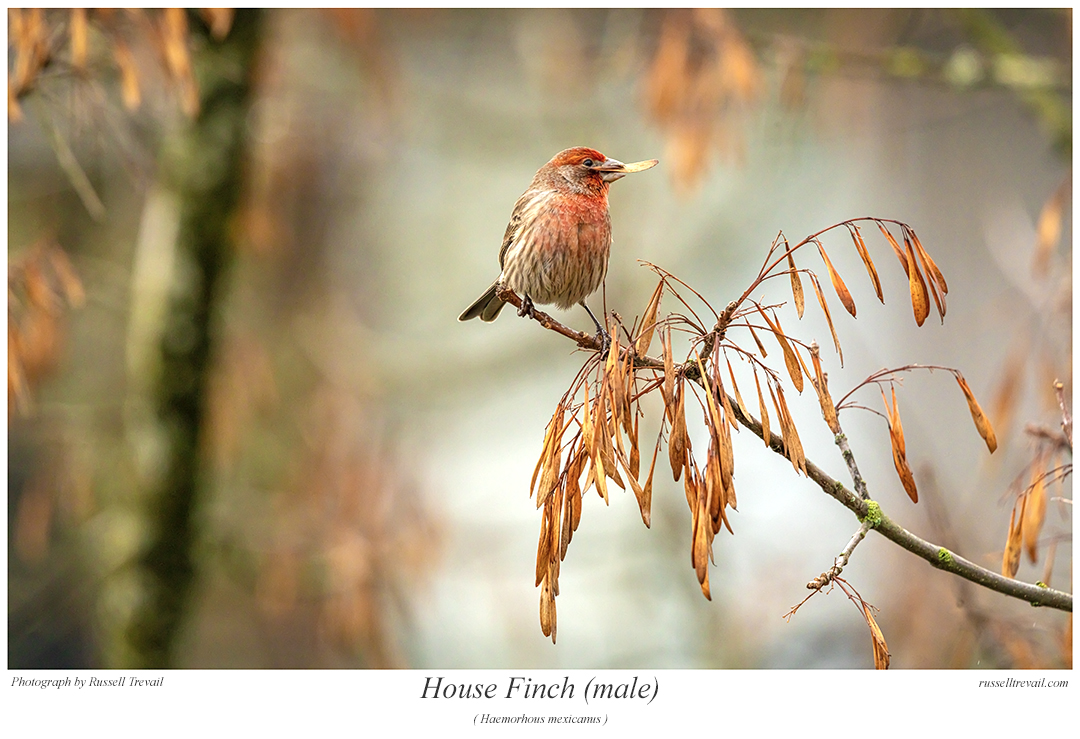 House Finch.