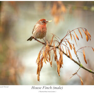 House Finch
