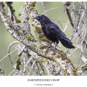 Northwestern Crow.