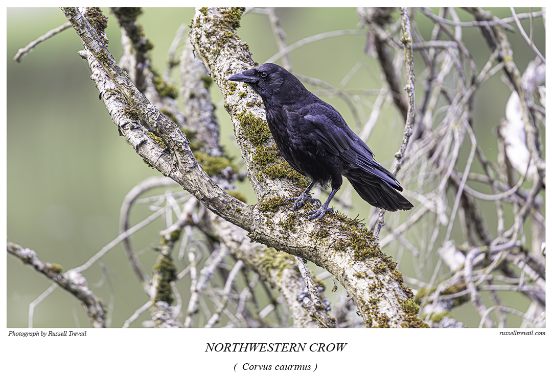 Northwestern Crow.