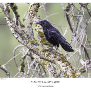 Northwestern Crow