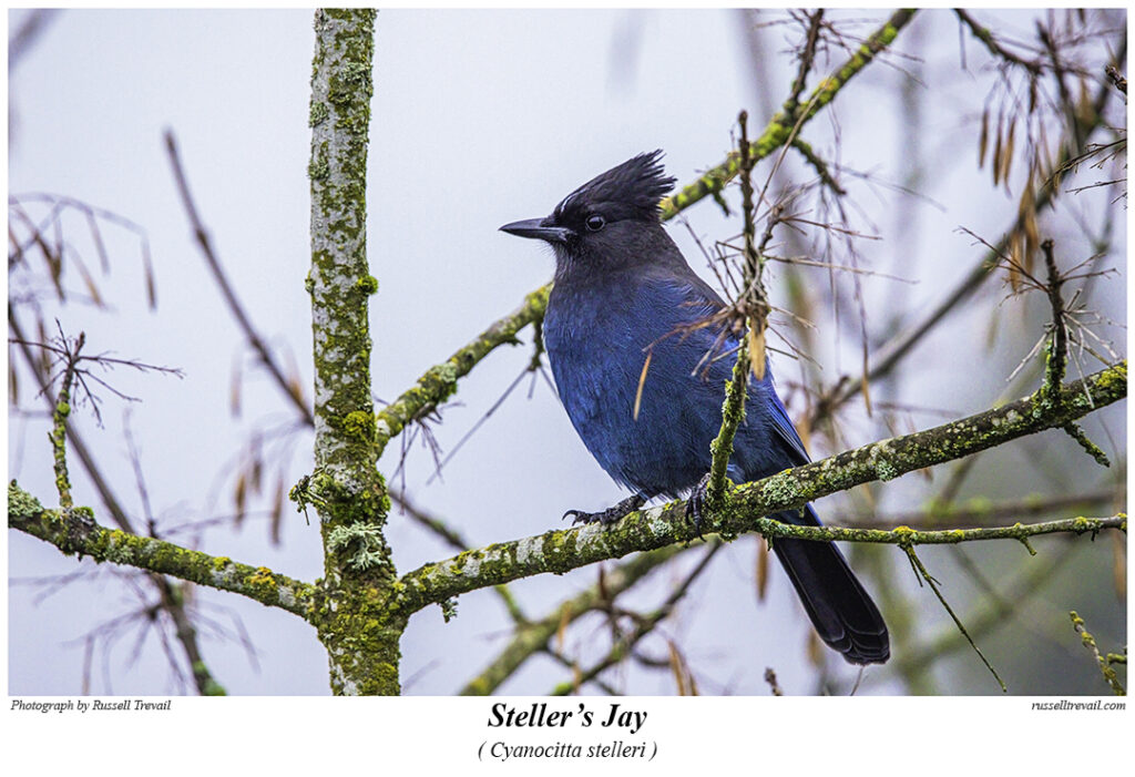 Steller's Jay.