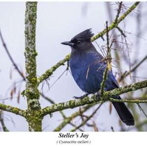 Steller's Jay.