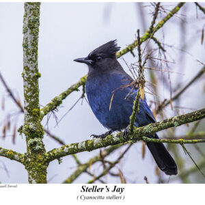 Steller's jay