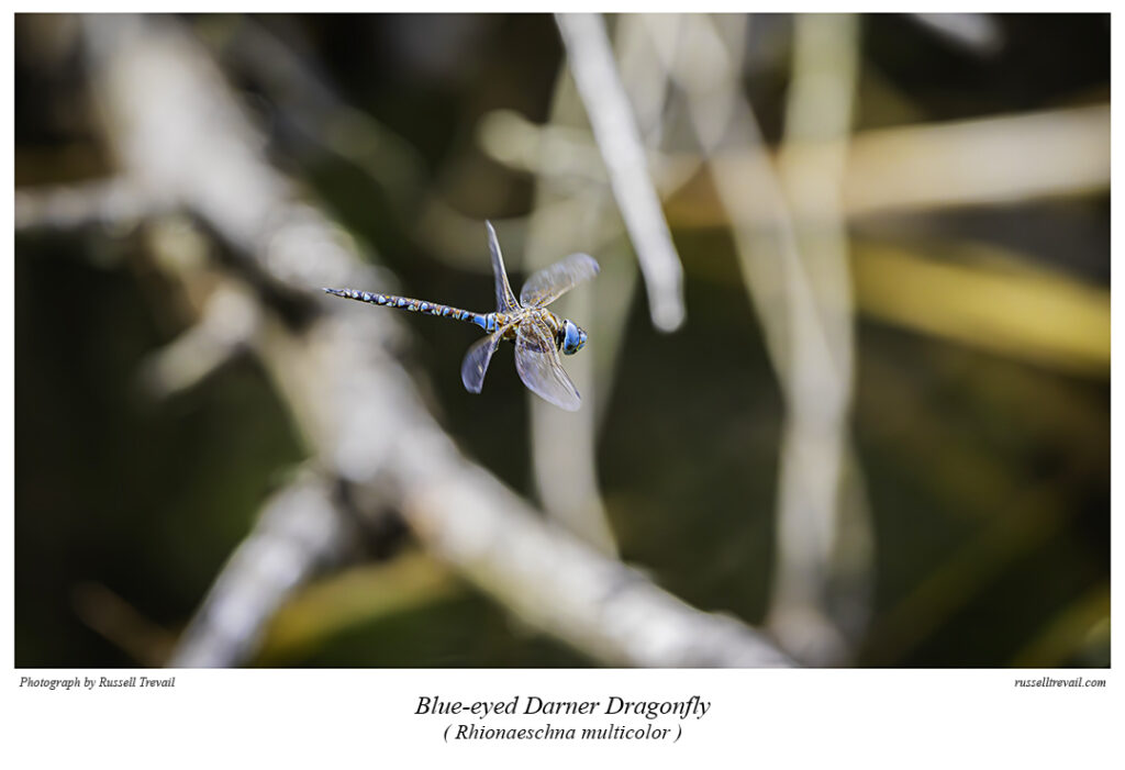 Blue-Eyed Darner Dragonfly.