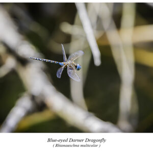 Blue-Eyed Darner Dragonfly.
