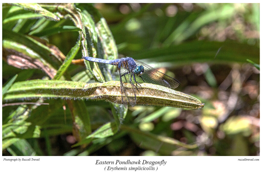 Eastern Pondhawk Dragonfly.