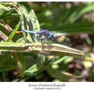 Eastern Pondhawk Dragonfly.