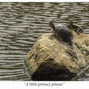 Privacy