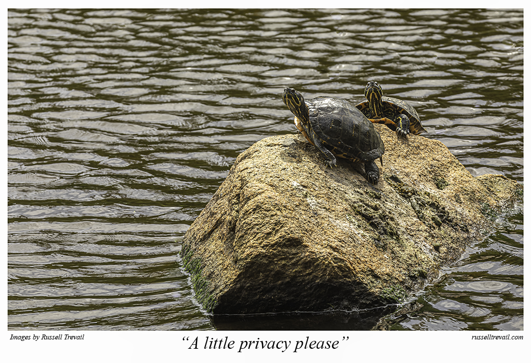 Privacy